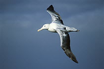 Southern Royal Albatross (Diomedea epomophora) flying, up to 35 meter wingspan, Campbell Island, New Zealand