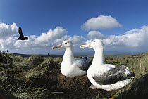 Southern Royal Albatross (Diomedea epomophora) pair changing over duties during 70 day incubation, Mt Lyall Ridge, Campbell Island, New Zealand