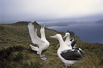 Southern Royal Albatross (Diomedea epomophora) gamming group courting, impending storm over west coast, Col Peak, Campbell Island, New Zealand