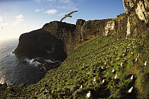 White-capped Albatross (Thalassarche steadi) large nesting colony accessible only by scaling down cliff, Southwest Cape, Auckland Island, New Zealand