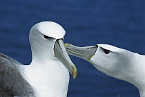 White-capped Albatross (Thalassarche steadi) pair courting, Southwest Cape, Auckland Island, New Zealand