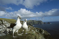 White-capped Albatross (Thalassarche steadi) pair, Southwest Cape, Auckland Island, New Zealand