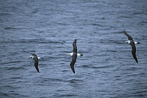 White-capped Albatross (Thalassarche steadi) three flying at sea, Disappointment Island, Auckland, New Zealand