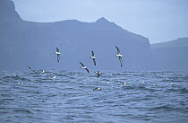 White-capped Albatross (Thalassarche steadi) group flying at sea, Disappointment Island, Auckland, New Zealand