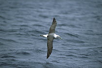 White-capped Albatross (Thalassarche steadi) flying at sea, Disappointment Island, Auckland, New Zealand