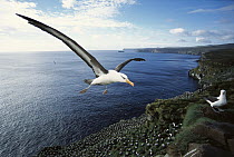 Campbell Albatross (Thalassarche impavida) coming in to land, Bull Rock, North Cape Colony, Campbell Island, New Zealand