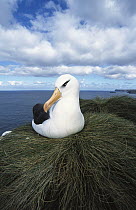 Campbell Albatross (Thalassarche impavida), Bull Rock, North Cape Colony, Campbell Island, New Zealand