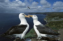 Campbell Albatross (Thalassarche impavida) pair at Bull Rock, North Cape Colony, Campbell Island, New Zealand