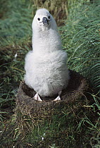 Campbell Albatross (Thalassarche impavida) two month old chick awaiting parents feeding, Bull Rock, North Cape Colony, Campbell Island, New Zealand
