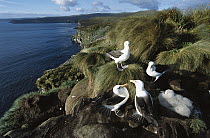 Campbell Albatross (Thalassarche impavida) adults and chick at bull rock, North Cape Colony, only breeding area, estimated at 26,000 pairs, Campbell Island, New Zealand