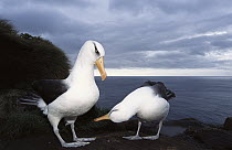 Campbell Albatross (Thalassarche impavida) pair courtship dance, Bull Rock, North Cape Colony, only breeding area, estimated at 26,000 pairs, Campbell Island, New Zealand