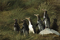 Yellow-eyed Penguin (Megadyptes antipodes) commuting to nest hidden inland in dense vegetation, Sandy Bay, Enderby Island, Auckland Islands, New Zealand