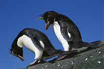 Rockhopper Penguin (Eudyptes chrysocome) pair, Penguin Bay, Campbell Island, New Zealand