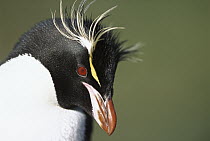 Rockhopper Penguin (Eudyptes chrysocome), Antarctica