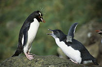 Rockhopper Penguin (Eudyptes chrysocome) chick begging to be fed by parent, Penguin Bay, Campbell Island, New Zealand
