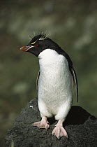Rockhopper Penguin (Eudyptes chrysocome), Penguin Bay, Campbell Island, New Zealand
