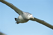 Antipodean Albatross (Diomedea antipodensis) flying, Adams Island, Auckland's Group, New Zealand