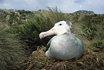 Antipodean Albatross (Diomedea antipodensis) incubating on nest, Moubrey Ridge, Campbell Island, New Zealand
