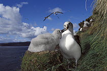 Grey-headed Albatross (Thalassarche chrysostoma) chick begging for food from parent, Bull Rock, North Cape Colony, Campbell Island, New Zealand