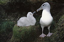 Grey-headed Albatross (Thalassarche chrysostoma) returning parent greeting chick, Bull Rock, North Cape Colony, Campbell Island, New Zealand