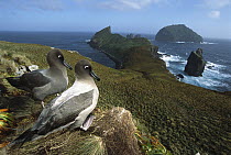 Light-mantled Albatross (Phoebetria palpebrata) pair courting on bluffs over-looking weather-beaten south coast, Monument Harbour, Campbell Island, New Zealand