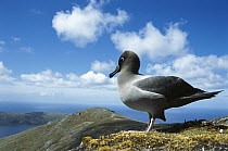 Light-mantled Albatross (Phoebetria palpebrata) prospecting for nest site, 558 meters high, Mt Honey, Campbell Island, New Zealand