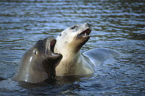Hooker's Sea Lion (Phocarctos hookeri) cow sparring with young bull, Perseverance Harbour, Campbell Island, New Zealand