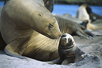 Hooker's Sea Lion (Phocarctos hookeri) cow bonding with young pup, Enderby Island, Auckland Islands, New Zealand