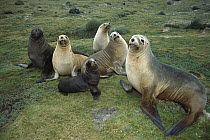 Hooker's Sea Lion (Phocarctos hookeri) cows and pups interacting, Enderby Island, Auckland Islands, New Zealand