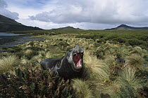 Southern Elephant Seal (Mirounga leonina) bull coming ashore to molt, Perseverance Harbour, Campbell Island, New Zealand