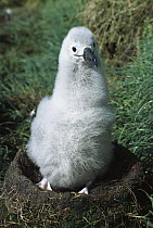 Campbell Albatross (Thalassarche impavida) portrait of two month old chick awaiting parent's feeding, Bull Rock, North Cape Colony, Campbell Island, New Zealand