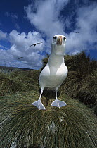 Campbell Albatross (Thalassarche impavida), Bull Rock, North Cape Colony, Campbell Island, New Zealand