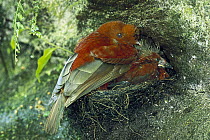 Andean Cock-of-the-rock (Rupicola peruvianus) female and chicks in nest on ravine wall, Pichincha Volcano slope, Choco Darien cloud forest, Andes Mountains, Ecuador