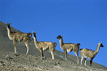 Guanaco (Lama guanicoe) family herd in Andean pre-cordillera, Atacama Desert, Chile