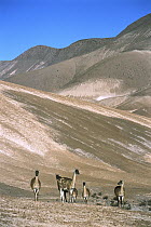Guanaco (Lama guanicoe) family herd in Andean pre-cordillera, austral spring, Atacama Desert, Chile