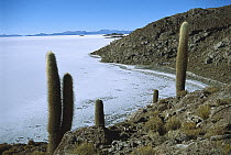 Island in the middle of 100 kilometer wide Salar de Uyuni salt pan showing hexagonal crystallization fissures, Bolivian altiplano, Potosi District, Bolivia