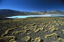 Eduardo Avaroa Faunistic Reserve, altiplano, Bolivia