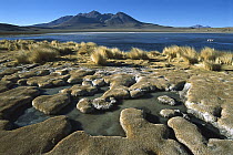 Laguna Canapa, Potosi District, altiplano, Bolivia