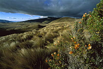 Ichu Grass (Stipa ichu) and Huamanpinta (Chuquiraga spinosa) dominate the high Andean Plateau above 4,000 meters elevation in Paramo habitat with heavy weather rolling in, Cotopaxi National Park, Ecua...