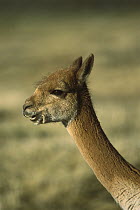 Vicuna (Vicugna vicugna) portrait, superbly adapted to high Andean desert environment, Lauca National Park, Chile