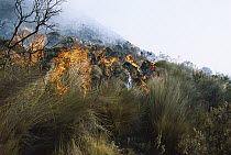 Native pastoralists (Homo sapiens) have set an illegal fire, destroying Paramo Grassland habitat, above 4,000 meters, central Andean plateau, Cotopaxi National Park, Ecuador