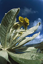 Frailejones (Espeletia hartwegiana) specialized composite plant growing in Paramo Del Angel, a high elevation wet Paramo Grassland, Paramo Del Angel, northern Andes Mountains, Ecuador