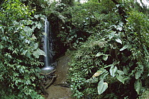 Cascade and dense vegetation in Andean cloud forest at 1,500 to 2,500 meters elevation on the western slope, Pichincha Volcano, Choco-Darien Ecoregion, Ecuador