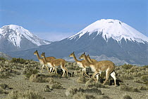 Vicuna (Vicugna vicugna) family herd in Andean desert with snow-capped Parincota Volcano in background, Lauca National Park, Chile