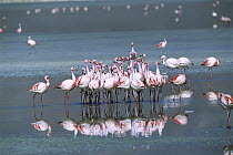 Puna Flamingo (Phoenicopterus jamesi) rare, flock performing coordinated courtship dance in Laguna Colorada, Andean altiplano above 4000 meters elevation, Bolivia