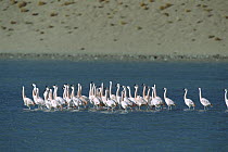 Chilean Flamingo (Phoenicopterus chilensis) flock performing synchronized courtship dance in freshwater arm of Salar de Chalviri, Andean altiplano above 4000 meters elevation, Salar de Chalviri, Boliv...