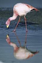 Puna Flamingo (Phoenicopterus jamesi) rare, feeding in Laguna Colorada, highly adapted to feed on microscopic diatoms, Andean altiplano above 4,000 meters elevation, Bolivia