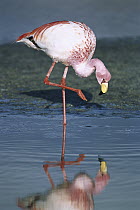 Puna Flamingo (Phoenicopterus jamesi) rare, feeding in Laguna Colorada, highly adapted to feed on microscopic diatoms, Andean altiplano above 4,000 meters elevation, Bolivia