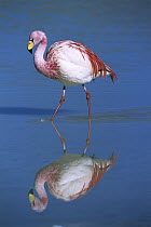 Puna Flamingo (Phoenicopterus jamesi) rare, wading, Laguna Colorada, highly adapted to feed on microscopic diatoms, Andean altiplano above 4,000 meters elevation, Bolivia