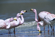 Puna Flamingo (Phoenicopterus jamesi) rare, flock feeding, highly adapted to feed on microscopic diatoms, Laguna Colorada, Andean altiplano above 4,000 meters elevation, Bolivia